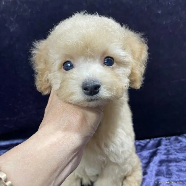ID：2210-02873の子犬