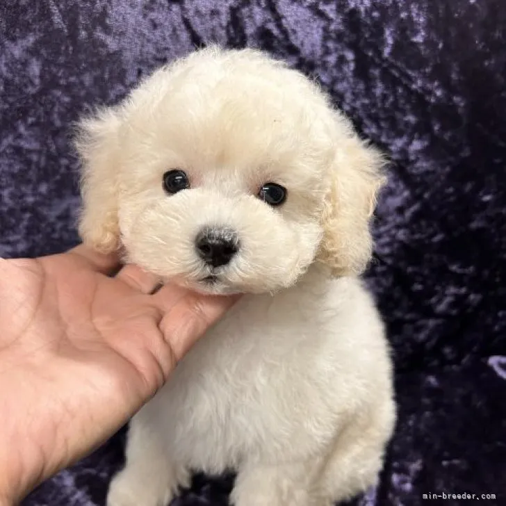 ID：2303-04553の子犬