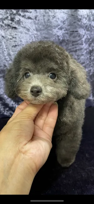 ID：2108-01639の子犬