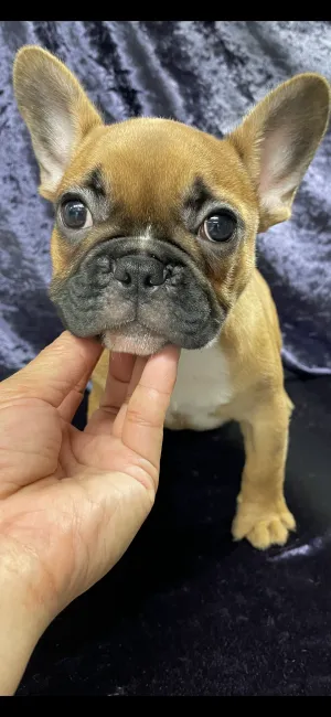 ID：2204-03583の子犬