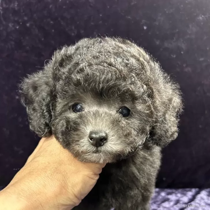 ID:2403-00019の子犬