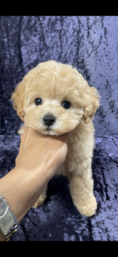 トイプードル(タイニー)【滋賀県・男の子・2021年9月20日・クリーム】の写真「とってもとっても可愛いお顔の男の子です💕💕」