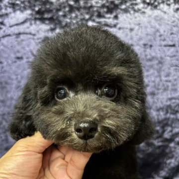 トイプードル(タイニー)【滋賀県・男の子・2024年4月27日・ブラック】の写真「甘えたでお利口さんです😊」