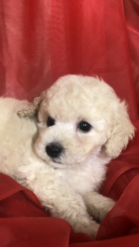 トイプードル(トイ)【滋賀県・男の子・2020年6月12日・クリーム】の写真「両親シルバーから生まれたクリームです。」