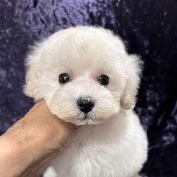 トイプードル(トイ)【滋賀県・男の子・2023年1月25日・ホワイト】の写真「お目目が愛らしいキュートな男の子💕」