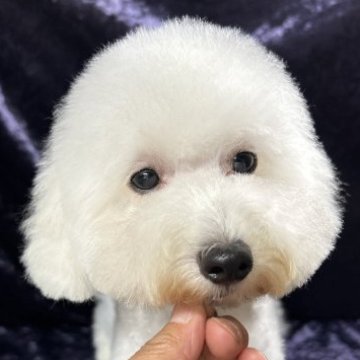 トイプードル(トイ)【滋賀県・男の子・2023年5月29日・ホワイト】の写真「キュートなお顔、お目目クリクリ男子です💕」