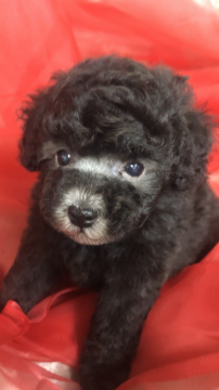 トイプードル(ティーカップ)【滋賀県・男の子・2020年6月12日・シルバー】の写真「小さいけど、元気いっぱいです❗️」