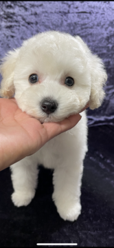 トイプードル(タイニー)【滋賀県・女の子・2021年12月6日・ホワイト】の写真「明るく活発な女の子です🥰」