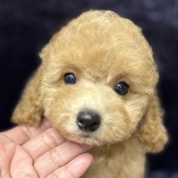 トイプードル(トイ)【滋賀県・女の子・2024年4月16日・アプリコット】の写真「非常に明るく元気な子🩷」