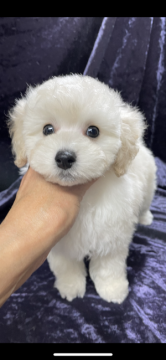 トイプードル(トイ)【滋賀県・男の子・2021年12月16日・ホワイト】の写真「ご飯大好き💕遊び大好き❤
とても活発な男の子です」