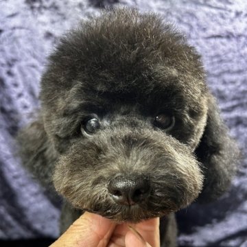 トイプードル(トイ)【滋賀県・男の子・2024年4月17日・ブラック】の写真「明るいキャラクターの男の子です💓」
