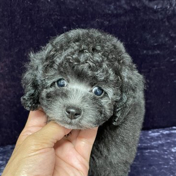 トイプードル(タイニー)【滋賀県・女の子・2022年4月8日・グレー(シルバー)】の写真「綺麗なシルバー色のタイニーサイズ予想の可愛こちゃん」