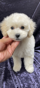 トイプードル(トイ)【滋賀県・男の子・2021年12月16日・ホワイト】の写真「元気もりもり、食欲も旺盛、明るく元気な男の子です💕」