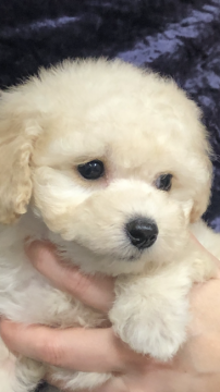 トイプードル(タイニー)【滋賀県・女の子・2020年3月27日・ホワイト】の写真「オフホワイトの小振りな女の子です」