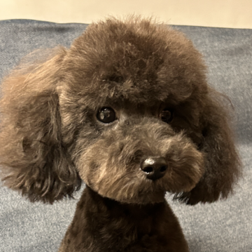 トイプードル(タイニー)【滋賀県・男の子・2023年7月17日・ブラック】の写真「丸々コロコロ、愛想の良いとても可愛い男の子です💕」