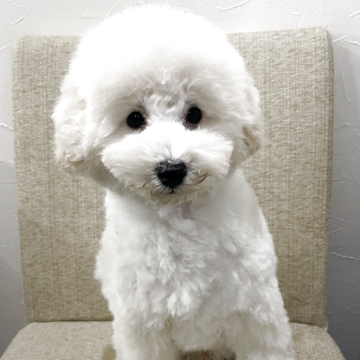 トイプードル(トイ)【鹿児島県・男の子・2025年7月30日・ホワイト】の写真「おおらかでマイペース💚」