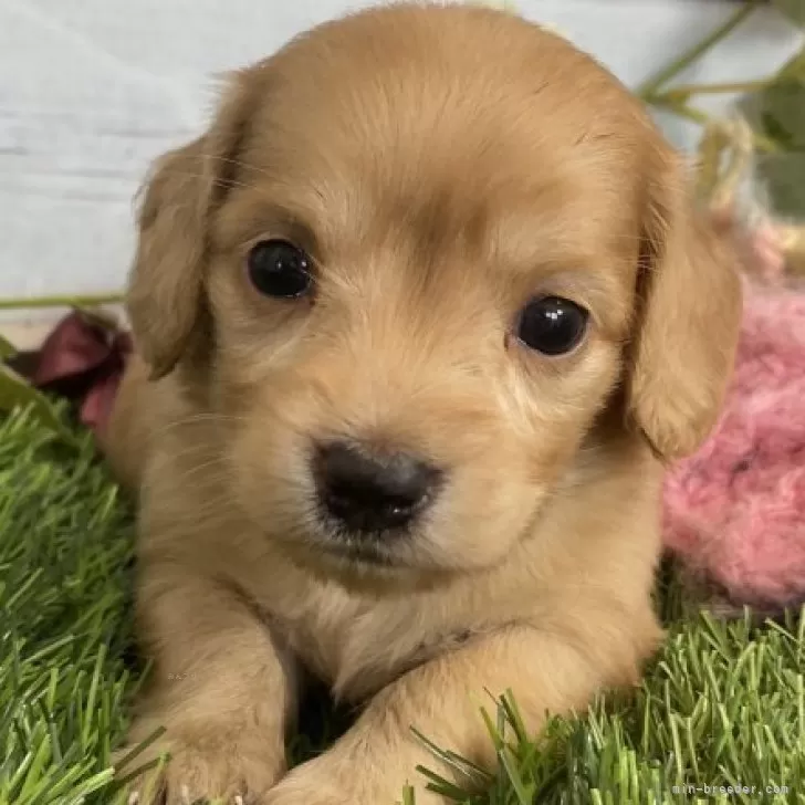 H.U 様のお迎えした子犬
