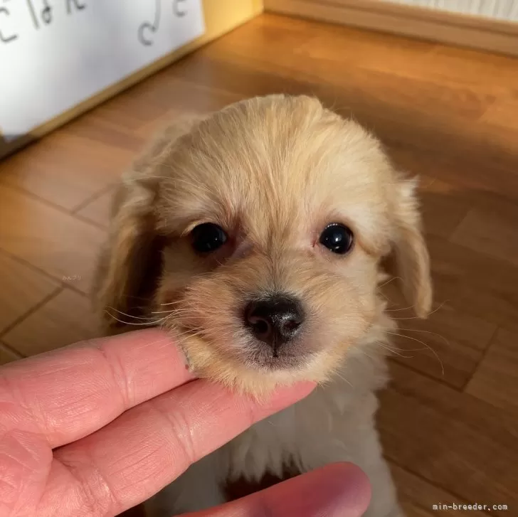 ID：2411-06448の子犬