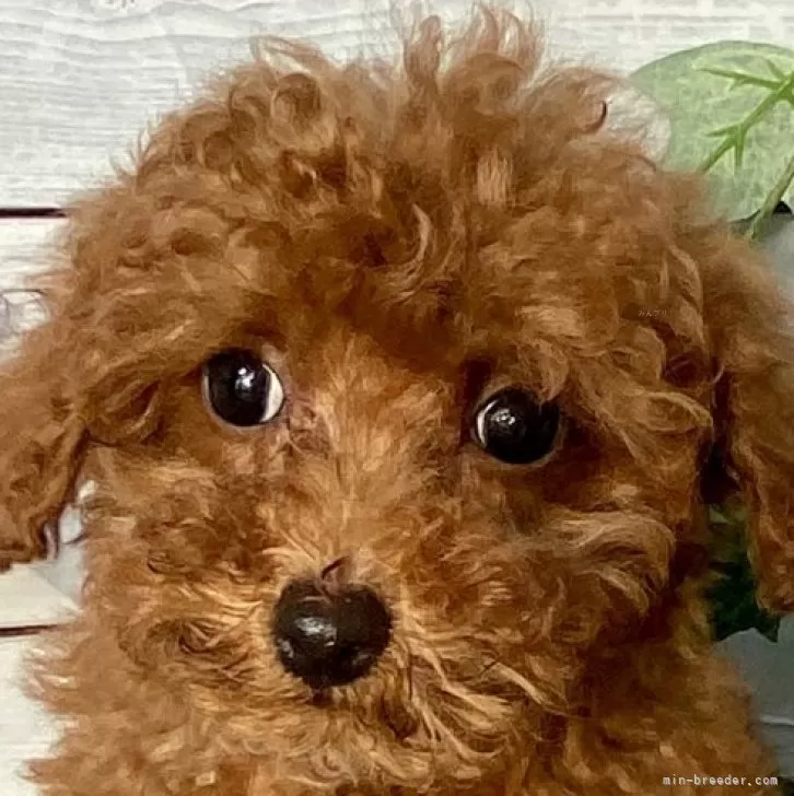 トイプードル(トイ)【茨城県・男の子・2024年10月25日・レッド】の写真1