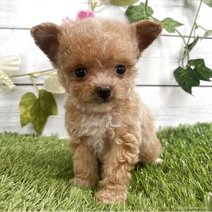 ソジナ 様のお迎えした子犬