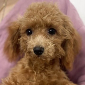 トイプードル×チワプー【茨城県・女の子・2025年5月20日・レッド】の写真「10/15 1800g小さいお顔の女の子」