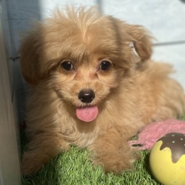 チワプー(チワワ×タイニープードル)【茨城県・女の子・2025年7月19日・アプリコット】の写真「10/14  1010g 人懐こい小柄の女の子」