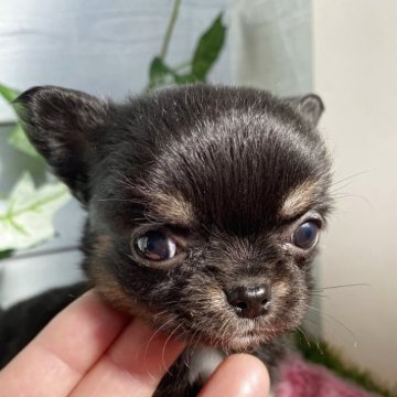 チワワ(ロング)【茨城県・女の子・2025年10月15日・白黒】の写真「小柄の元気な女の子」