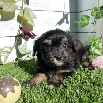 チワワ×チワプー【茨城県・女の子・2025年10月2日・ブラックタン】の写真「まだよちよち歩きの小さな女の子」