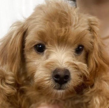 トイプードル×チワプー【茨城県・男の子・2025年5月20日・アプリコット】の写真「11/13 2100g  好奇心旺盛な男の子」