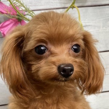 タイニープードル×ポメプー【茨城県・女の子・2025年3月16日・アプリコット】の写真「1400ｇ小は確定大人しくこれは可愛い最高女の子」