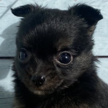 チワプー(チワワ×トイプードル)【茨城県・男の子・2025年9月22日・ブラックホワイト】の写真「11/10  550g」