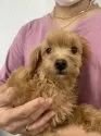 トイプードル×チワプー【茨城県・男の子・2025年5月20日・アプリコット】の写真6