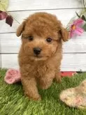 タイニープードル×ポメプー【茨城県・男の子・2025年3月16日・アプリコット】の写真7
