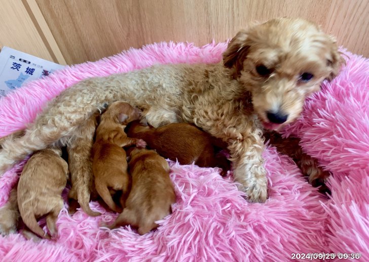 ミックス(タイニープードル×マルプー)【・女の子・2022年4月11日・アプリコット】