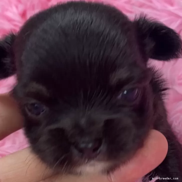 ID:2407-03746の子犬