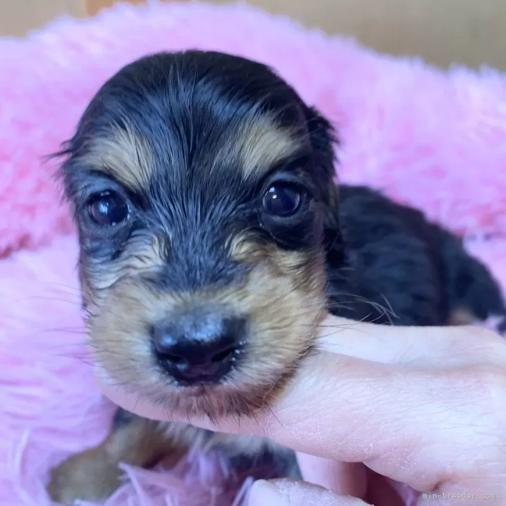 ID:2402-00870の子犬