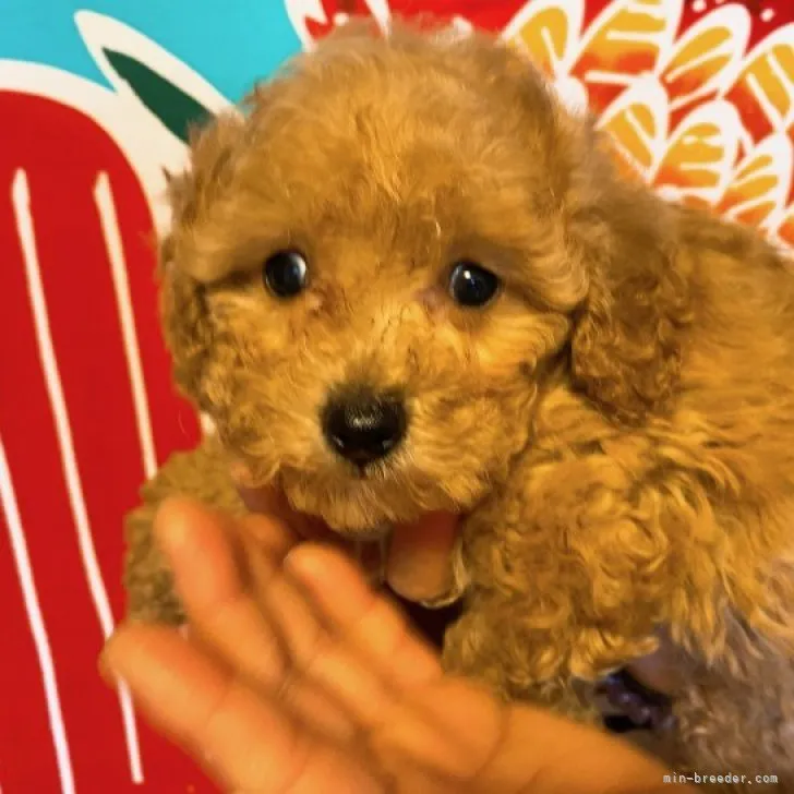 ID：2303-02511の子犬