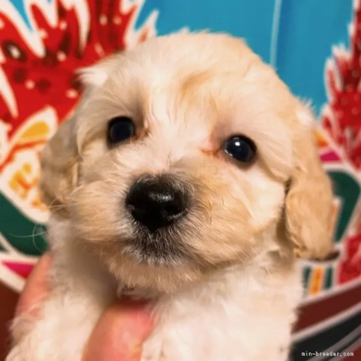 ID：2303-03845の子犬
