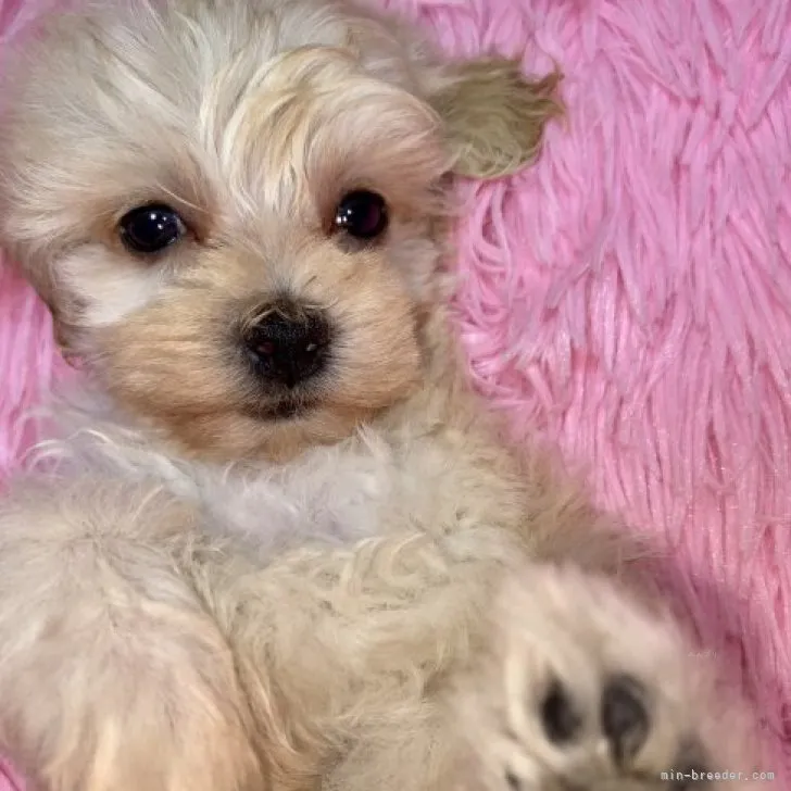 ID:2310-02171の子犬