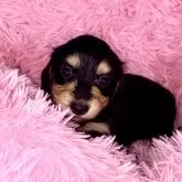 ミニチュアダックスフンド(ロング)【茨城県・女の子・2024年3月4日・ブラックタン】の写真1