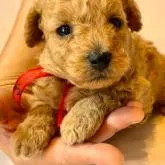 トイプードル×(チワワ×トイプードル)②【茨城県・女の子・2022年6月23日・クリーム】の写真1