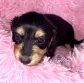 ミニチュアダックスフンド(ロング)【茨城県・女の子・2024年3月4日・ブラックタン】の写真2