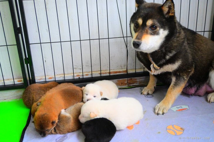 高橋悠理亜ブリーダーのブログ：子犬出産