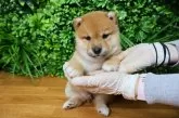 柴犬(標準サイズ)【北海道・男の子・2025年6月25日・赤】の写真8