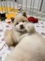 柴犬(標準サイズ)【北海道・男の子・2025年7月30日・白】の写真8