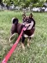 柴犬(標準サイズ)【北海道・男の子・2025年6月25日・赤】の写真12「まま🍀」