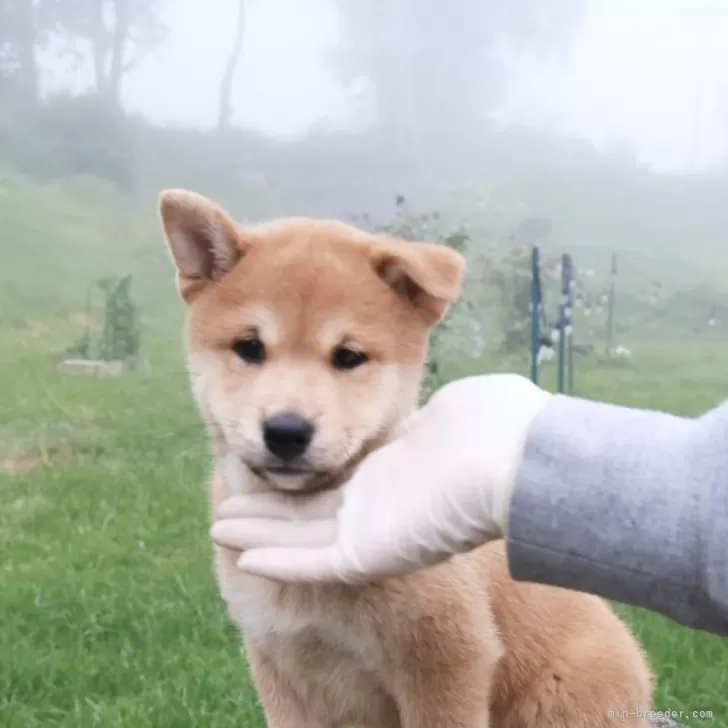 nanshino 様のお迎えした子犬