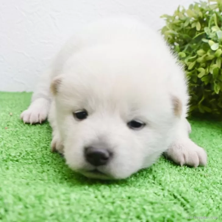 ID:2502-06473の子犬