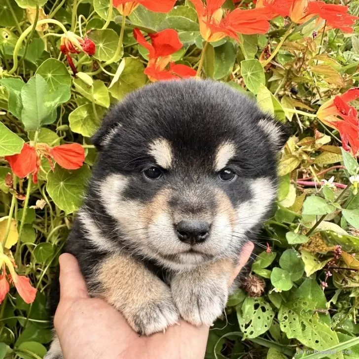柴犬(標準サイズ)【北海道・男の子・2025年9月3日・黒】の写真1
