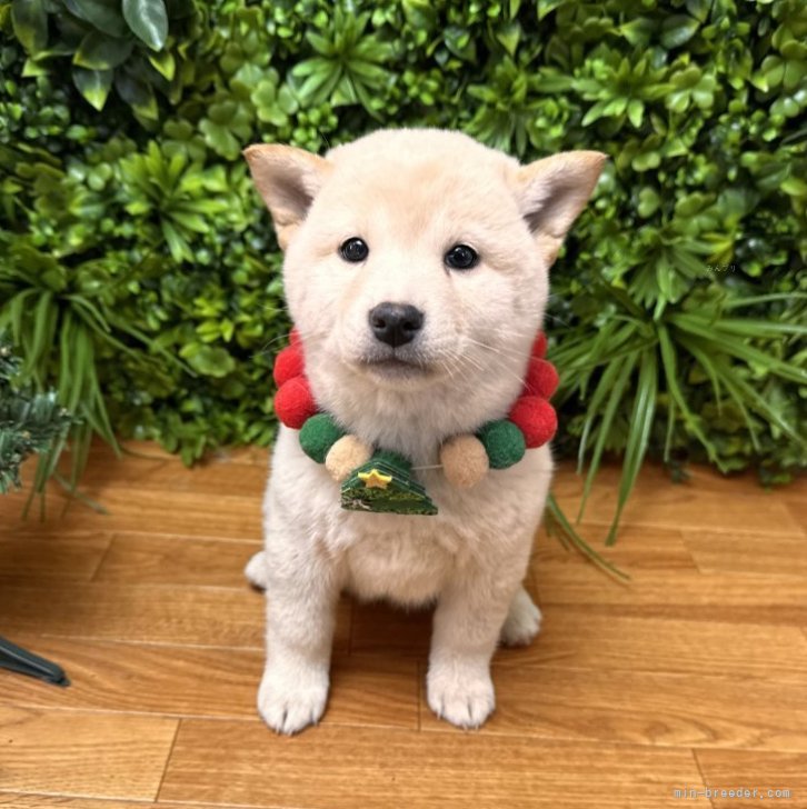 ブリーダー画像